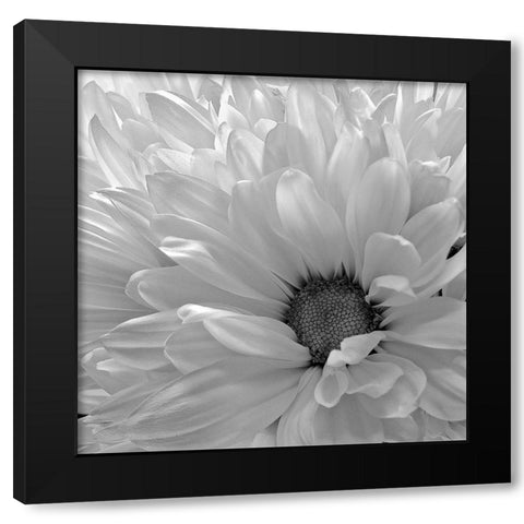 Blooming Daisy I BandW Black Modern Wood Framed Art Print by Burkhart, Monika