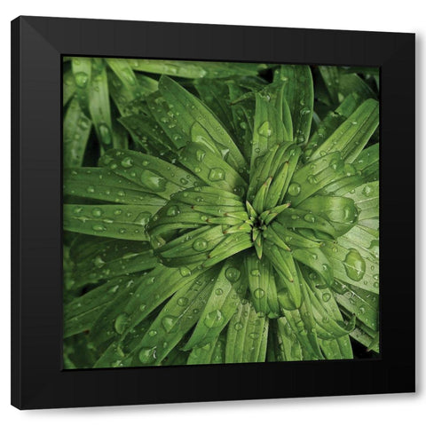 Nature Up-Close I Black Modern Wood Framed Art Print with Double Matting by Burkhart, Monika