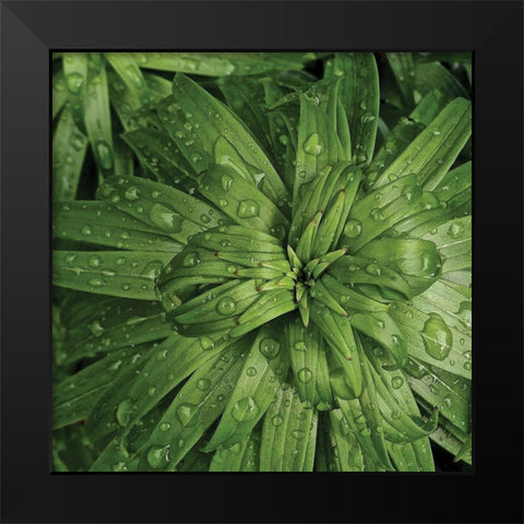 Nature Up-Close I Black Modern Wood Framed Art Print by Burkhart, Monika
