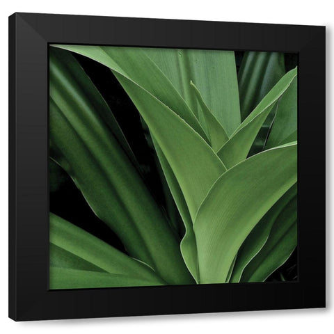 Nature Up-Close II Black Modern Wood Framed Art Print by Burkhart, Monika