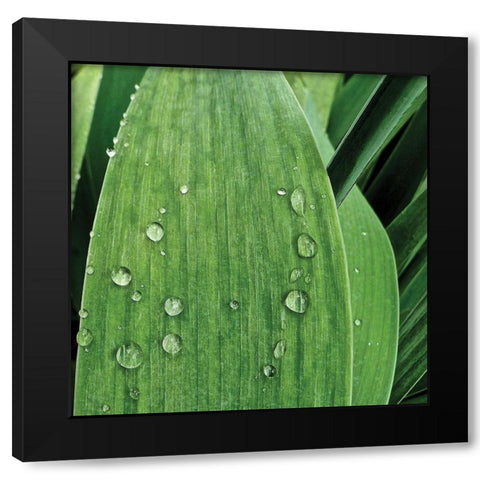 Nature Up-Close III Black Modern Wood Framed Art Print with Double Matting by Burkhart, Monika