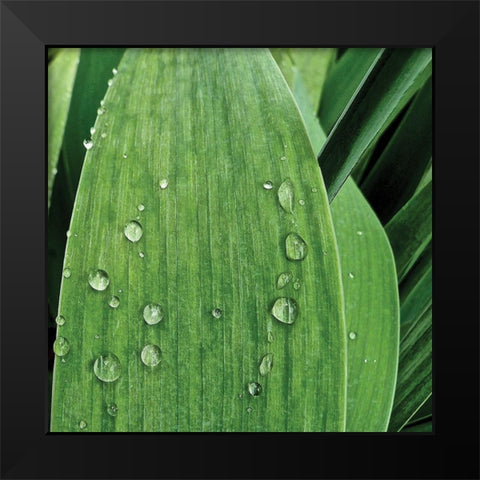 Nature Up-Close III Black Modern Wood Framed Art Print by Burkhart, Monika