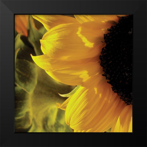 Sunlit Sunflowers VII Black Modern Wood Framed Art Print by Burkhart, Monika