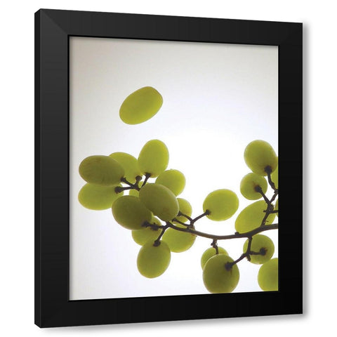 Grape Bunch II Black Modern Wood Framed Art Print by Burkhart, Monika