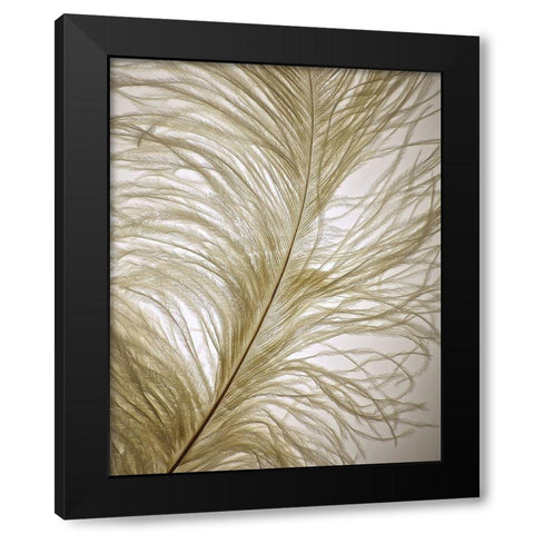 Feather Close-Up I Black Modern Wood Framed Art Print by Burkhart, Monika