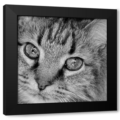 Cat Eyes BandW I Black Modern Wood Framed Art Print with Double Matting by Burkhart, Monika