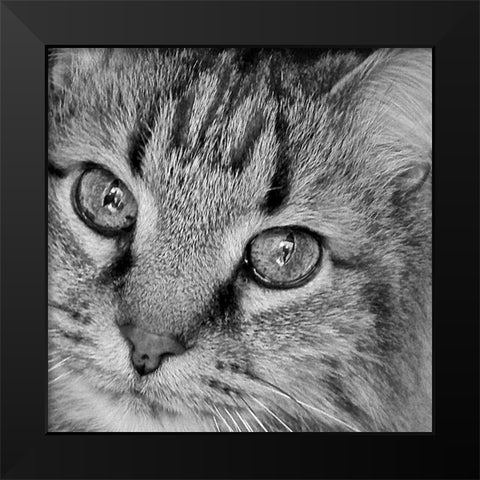 Cat Eyes BandW I Black Modern Wood Framed Art Print by Burkhart, Monika