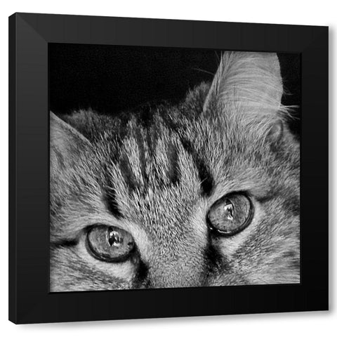 Cat Eyes BandW II Black Modern Wood Framed Art Print with Double Matting by Burkhart, Monika