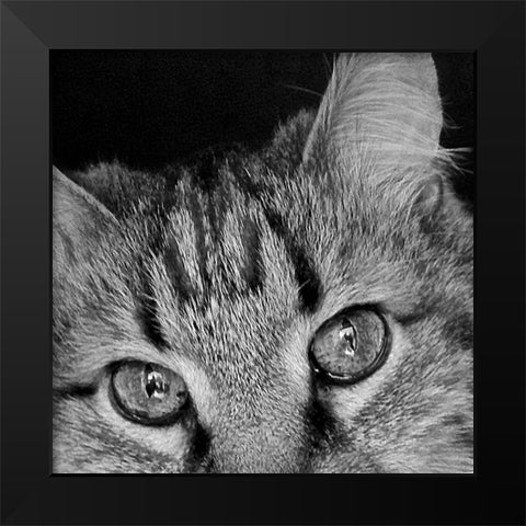Cat Eyes BandW II Black Modern Wood Framed Art Print by Burkhart, Monika