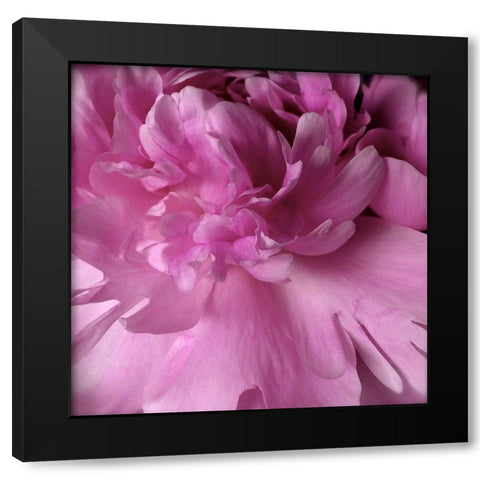 Spring Peonies I Black Modern Wood Framed Art Print with Double Matting by Burkhart, Monika