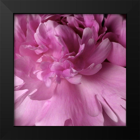 Spring Peonies I Black Modern Wood Framed Art Print by Burkhart, Monika