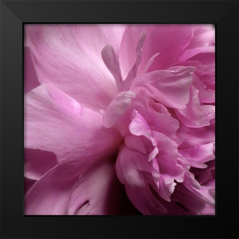 Spring Peonies II Black Modern Wood Framed Art Print by Burkhart, Monika