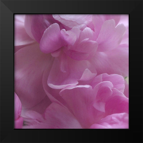 Spring Peonies III Black Modern Wood Framed Art Print by Burkhart, Monika