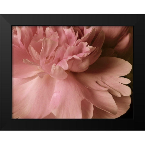 Soft Peonies I Black Modern Wood Framed Art Print by Burkhart, Monika