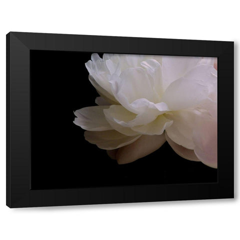 White Peony I Black Modern Wood Framed Art Print with Double Matting by Burkhart, Monika
