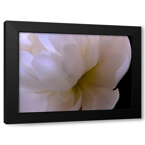 White Peony II Black Modern Wood Framed Art Print with Double Matting by Burkhart, Monika