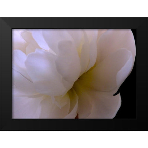 White Peony II Black Modern Wood Framed Art Print by Burkhart, Monika