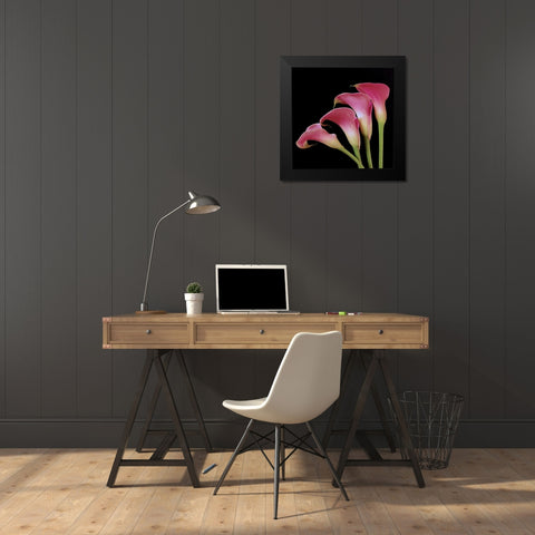 Pink Calla Lilies I Black Modern Wood Framed Art Print by Burkhart, Monika
