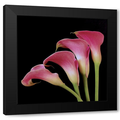 Pink Calla Lilies I Black Modern Wood Framed Art Print by Burkhart, Monika