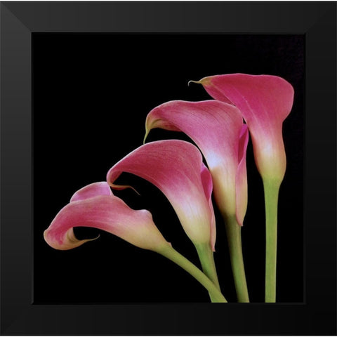 Pink Calla Lilies I Black Modern Wood Framed Art Print by Burkhart, Monika