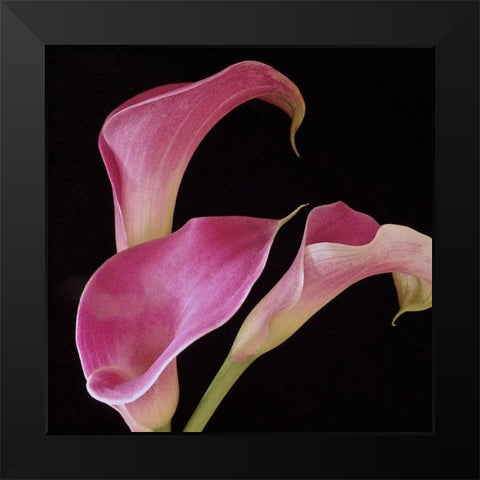 Pink Calla Lilies II Black Modern Wood Framed Art Print by Burkhart, Monika