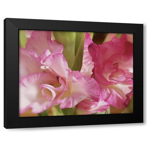 Gladiolas Black Modern Wood Framed Art Print by Burkhart, Monika