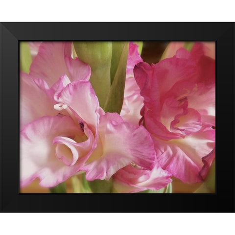 Gladiolas Black Modern Wood Framed Art Print by Burkhart, Monika