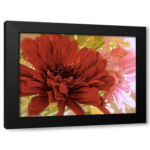 Gerbera Daisies Black Modern Wood Framed Art Print by Burkhart, Monika