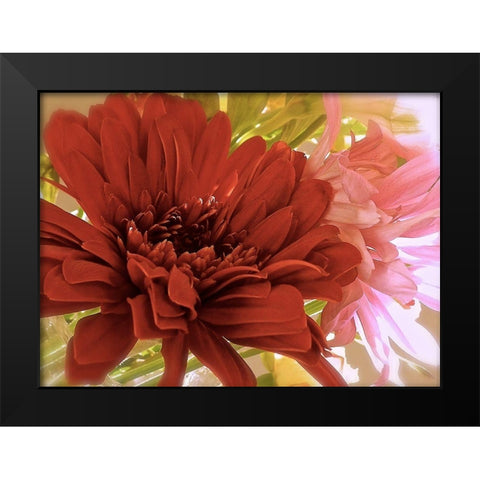 Gerbera Daisies Black Modern Wood Framed Art Print by Burkhart, Monika
