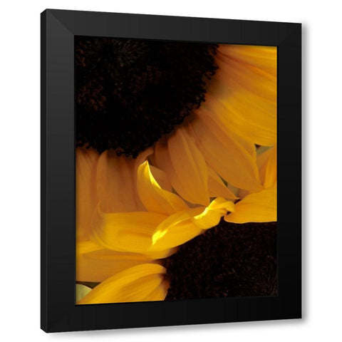 Sunflowers IX Black Modern Wood Framed Art Print with Double Matting by Burkhart, Monika