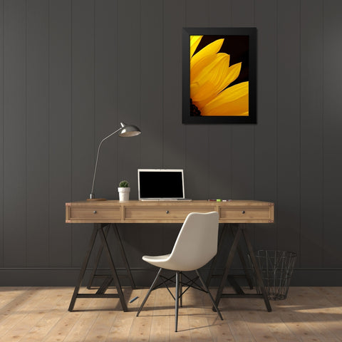 Sunflowers X Black Modern Wood Framed Art Print by Burkhart, Monika