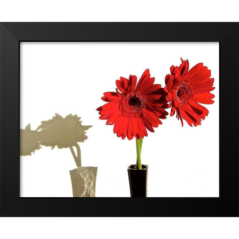 Daisy Shadows Black Modern Wood Framed Art Print by Burkhart, Monika