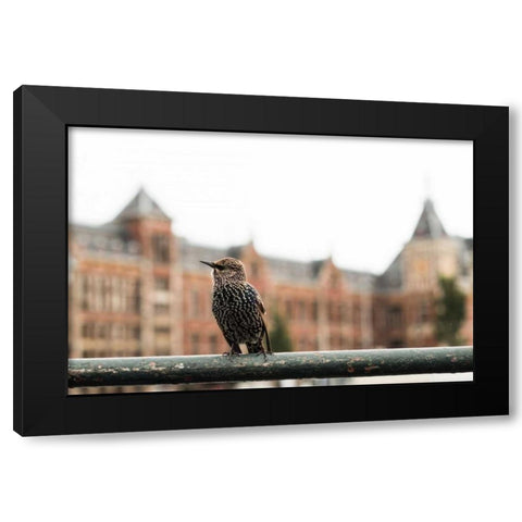 Perched II Black Modern Wood Framed Art Print by Berzel, Erin