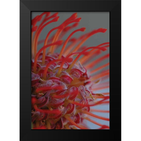 Summer Bloom XIII Black Modern Wood Framed Art Print by Berzel, Erin