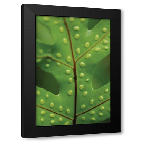 Spotted Leaf I Black Modern Wood Framed Art Print with Double Matting by Berzel, Erin
