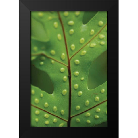 Spotted Leaf I Black Modern Wood Framed Art Print by Berzel, Erin