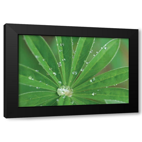 Morning Dew I Black Modern Wood Framed Art Print by Berzel, Erin