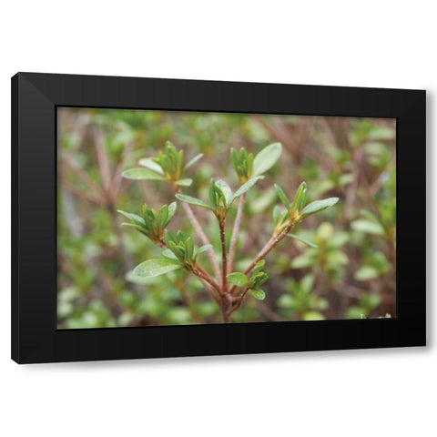 Spring Leaves I Black Modern Wood Framed Art Print by Berzel, Erin