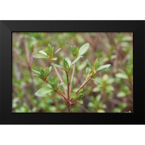 Spring Leaves I Black Modern Wood Framed Art Print by Berzel, Erin