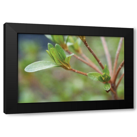 Spring Leaves II Black Modern Wood Framed Art Print by Berzel, Erin