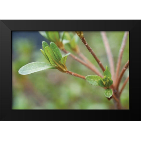 Spring Leaves II Black Modern Wood Framed Art Print by Berzel, Erin
