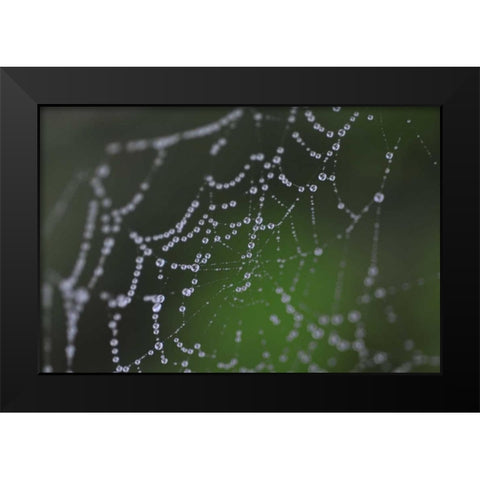 Dewy Web I Black Modern Wood Framed Art Print by Berzel, Erin
