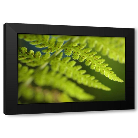 Spring Growth I Black Modern Wood Framed Art Print by Berzel, Erin