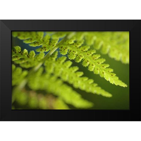Spring Growth I Black Modern Wood Framed Art Print by Berzel, Erin