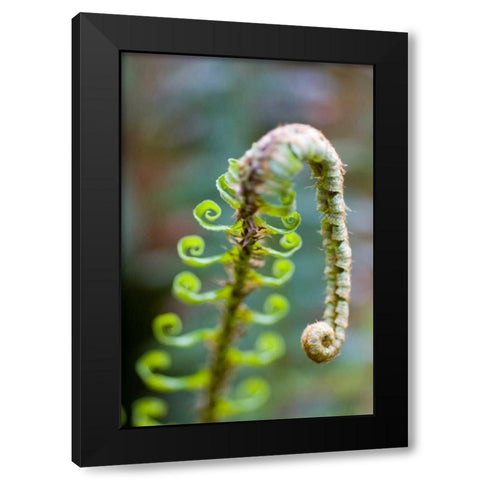 Spring Growth II Black Modern Wood Framed Art Print by Berzel, Erin
