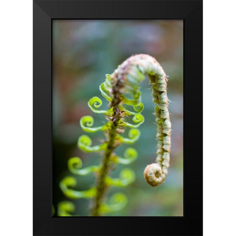 Spring Growth II Black Modern Wood Framed Art Print by Berzel, Erin