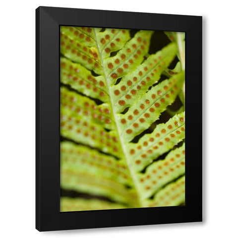 Spring Growth III Black Modern Wood Framed Art Print with Double Matting by Berzel, Erin