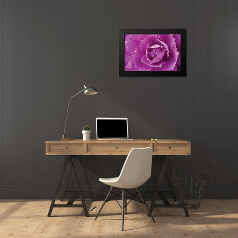 Purple Cabbage Black Modern Wood Framed Art Print by Berzel, Erin