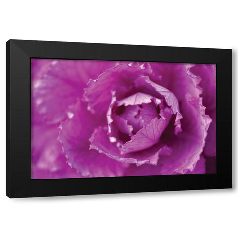 Purple Cabbage Black Modern Wood Framed Art Print with Double Matting by Berzel, Erin