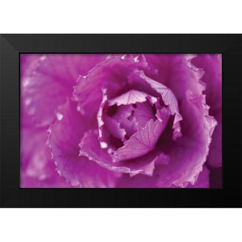 Purple Cabbage Black Modern Wood Framed Art Print by Berzel, Erin